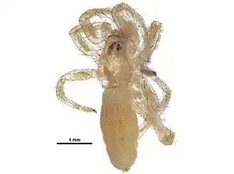Arachosia cubana