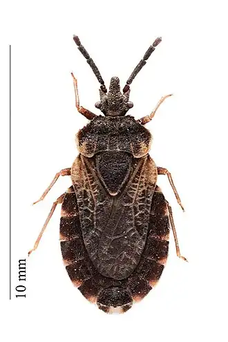 Aradus corticalis