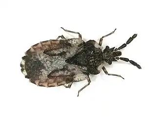 Aradus depressus