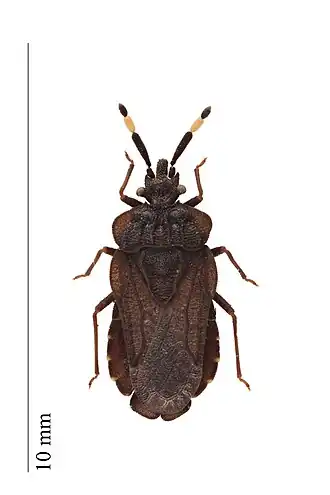Aradus signaticornis