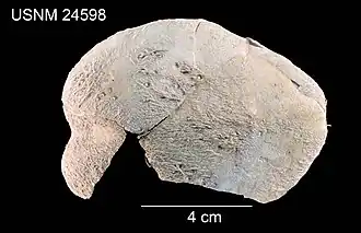 Araeolampas atlantica