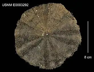 Araeosoma parviungulatum