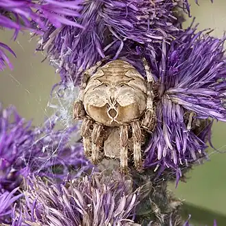 Araneus grossus