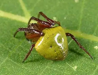 Araneus viridiventris