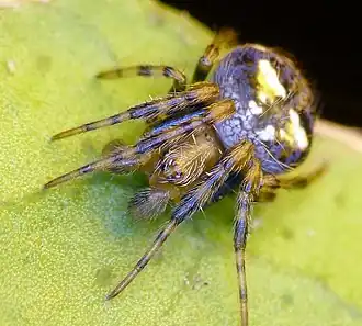 Araneus albotriangulus