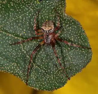 Araneus bispinosus