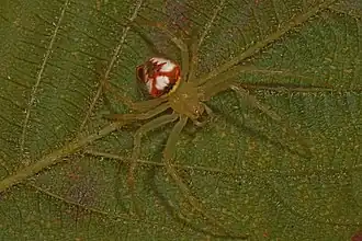 Araneus guttulatus