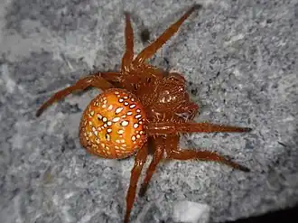 Araneus iviei