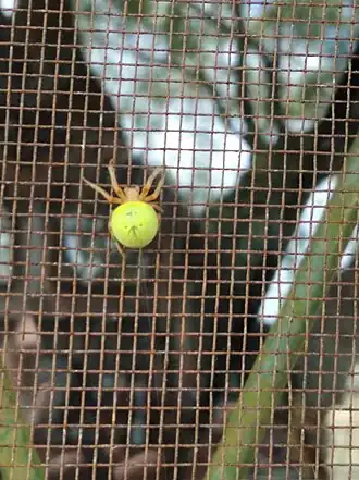 Araneus lathyrinus