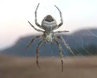 Araneus nigroquadratus
