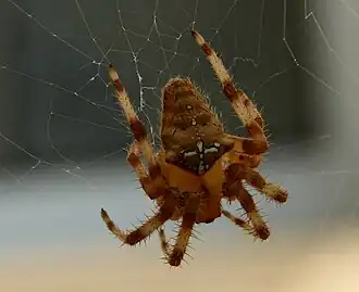 Araneus pallidus
