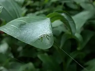 Araneus pentagrammicus