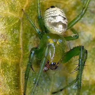 Araneus praesignis