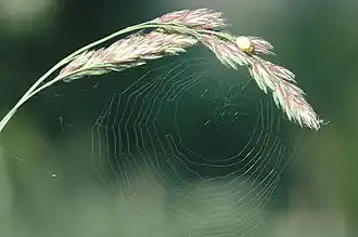 Web van de gewone komkommerspin