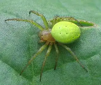 Gewone komkommerspin