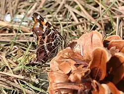 Onderzijde van de vlinder met het landkaartje