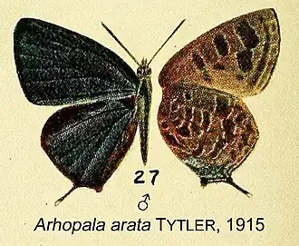 Arhopala arata
