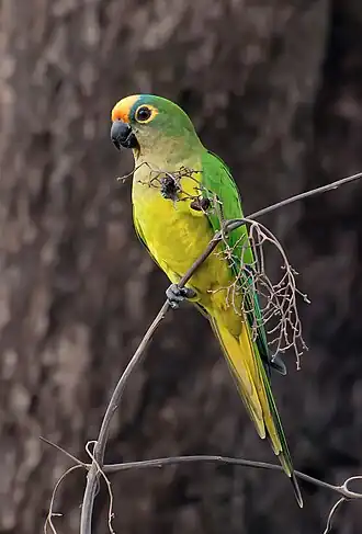 Goudvoorhoofdparkiet