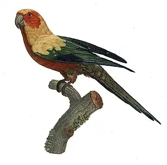 Zonparkiet (Aratinga solstitialis)