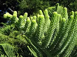 Detailopname van de takken