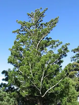 Araucaria cunninghamii
