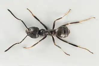 Westmediterraan draaigatje