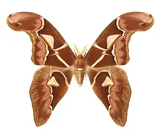 Archaeoattacus staudingeri