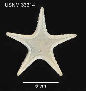 Plutonaster agassizii
