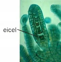 Archegonium van Porella, een levermos.