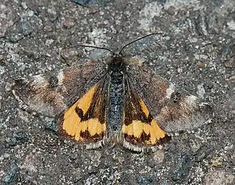 Oranje berkenspanner