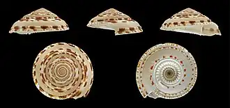 Architectonica maculata