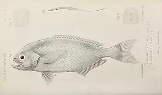 Schedophilus velaini