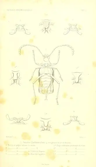 Myzomorphus quadripunctatus