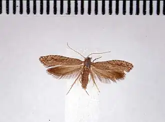 Archyala culta