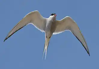 Onderzijde: let op de scherp afgetekende donkere rand van de handvleugel