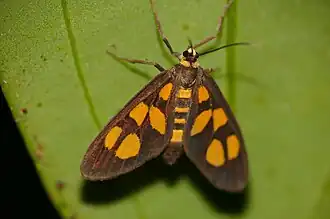 Amata tetragonaria