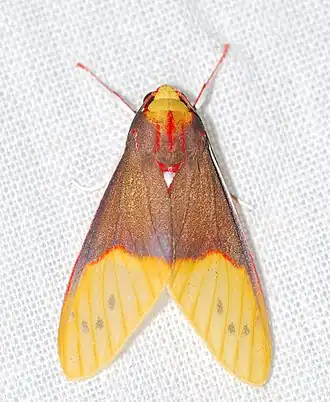Evius albicoxae