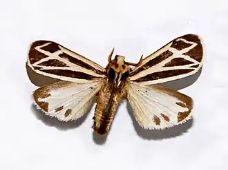 Apantesis nais