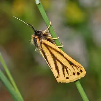 Setina aurita