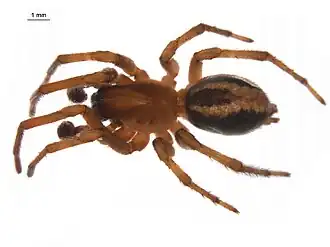 Arctobius agelenoides