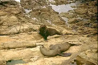 Nieuw-Zeelandse zeebeer (Arctocephalus forsteri)
