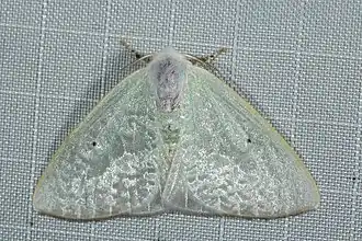 Arctornis camurisquama