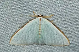 Arctornis dorsalineatus