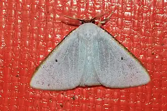 Arctornis ferruginicosta