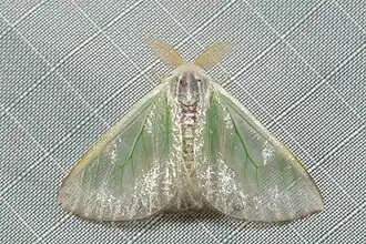 Arctornis marginalis