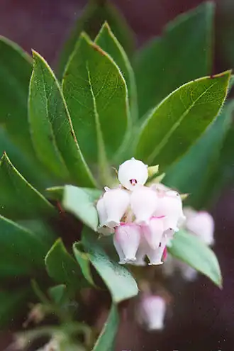 Arctostaphylos virgata