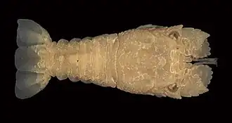 Scyllarus americanus