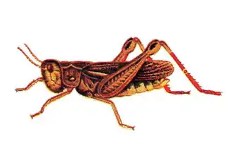 Arcyptera microptera