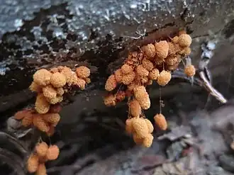 Veelkleurig netwatje