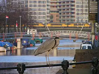 Witte Katbrug in de Kattenburgervaart